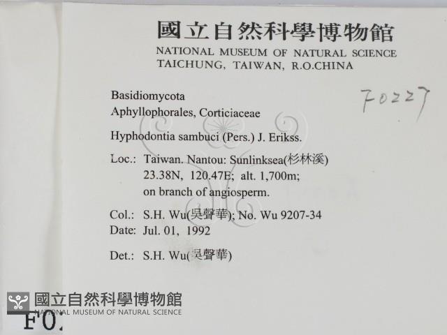 冇骨消絲齒菌藏品圖，第2張