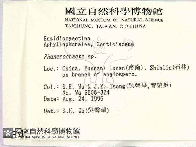 顯絲菌屬藏品圖，第2張