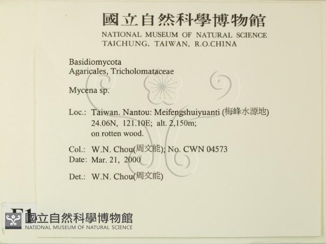 小菇屬藏品圖，第2張