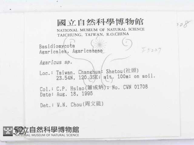 傘菌屬藏品圖，第2張