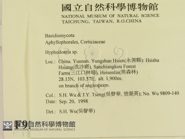 絲齒菌屬藏品圖，第2張