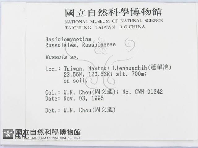紅菇屬藏品圖，第2張