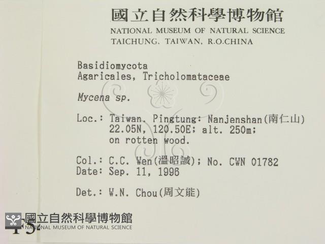 小菇屬藏品圖，第2張