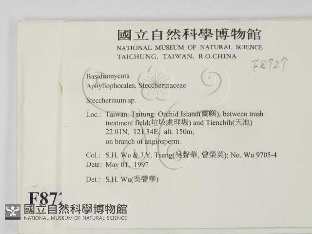 齒耳菌屬藏品圖，第2張