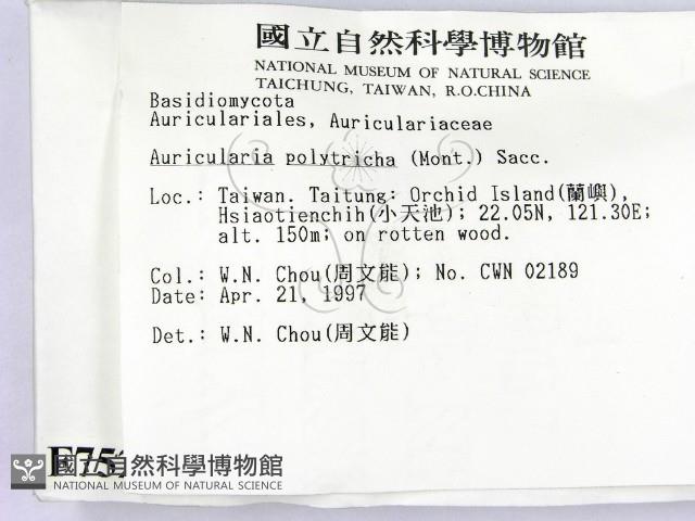 毛木耳藏品圖，第2張