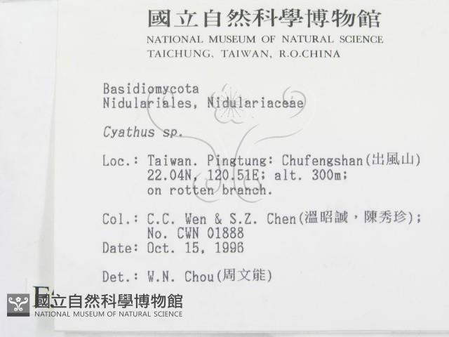 黑蛋巢菌屬藏品圖，第2張