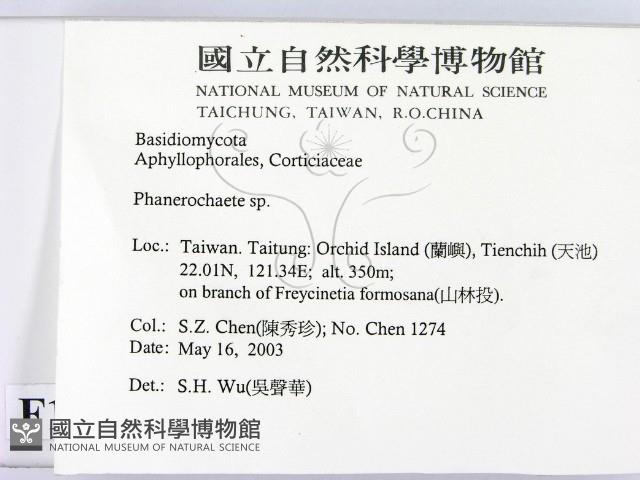 顯絲菌屬藏品圖，第2張