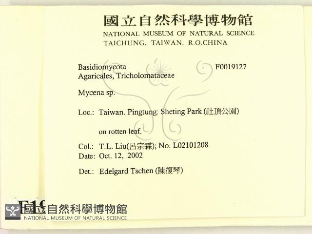 小菇屬藏品圖，第2張