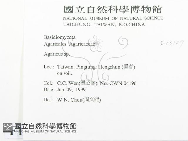 傘菌屬藏品圖，第2張