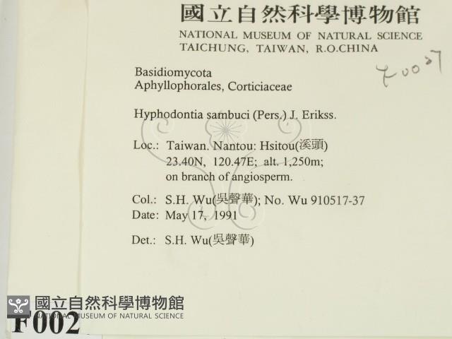 冇骨消絲齒菌藏品圖，第2張