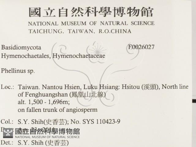 木層孔菌屬藏品圖，第2張
