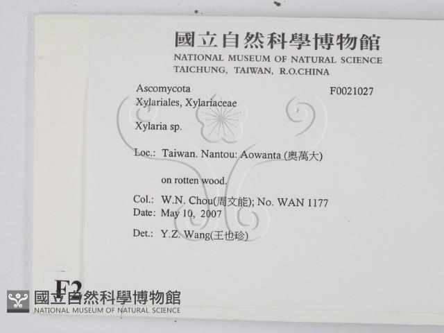 炭角菌屬藏品圖，第2張