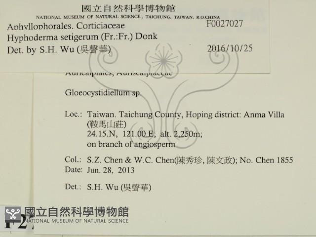 剛毛絲皮菌藏品圖，第2張