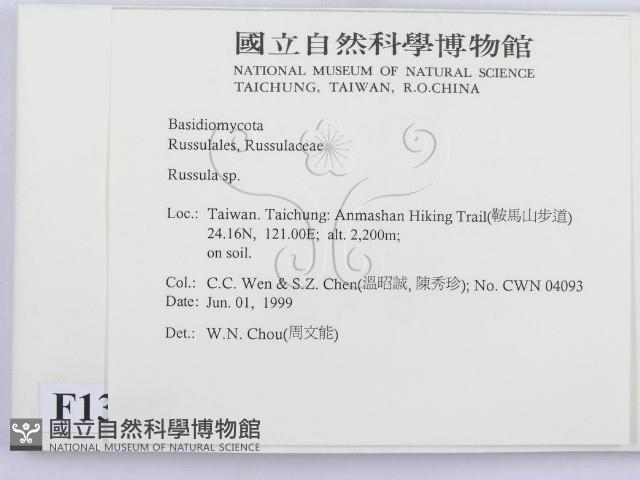 紅菇屬藏品圖，第2張