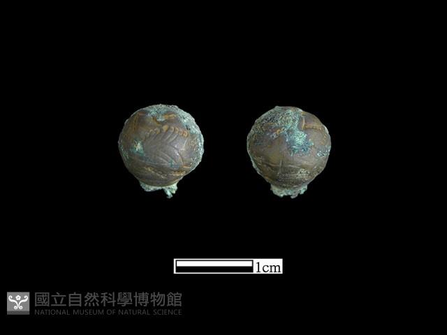 鈕子藏品圖，第1張