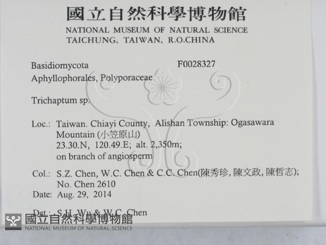 附毛菌屬藏品圖，第2張