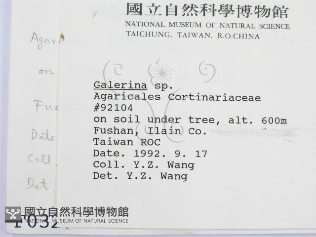 盔孢傘屬藏品圖，第2張