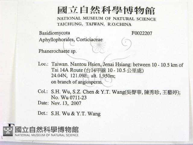 顯絲菌屬藏品圖，第2張