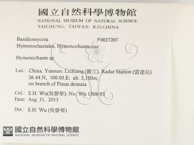 刺革菌屬藏品圖，第2張