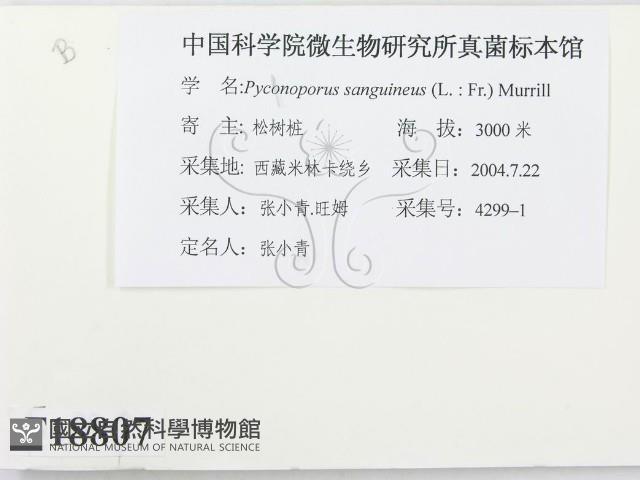 血紅密孔菌藏品圖，第2張
