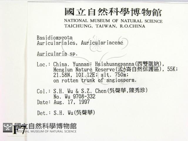 木耳屬藏品圖，第2張