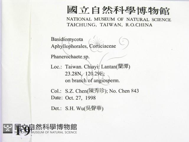 顯絲菌屬藏品圖，第2張
