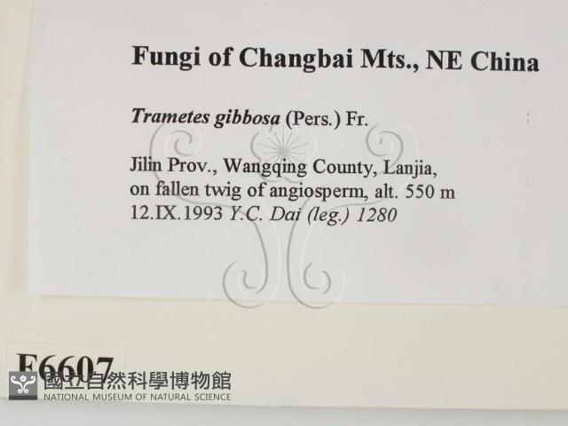 偏腫栓菌藏品圖，第2張