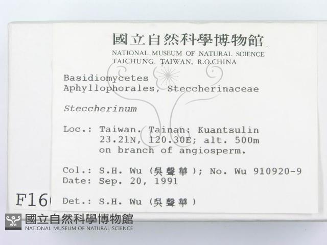 齒耳菌屬藏品圖，第2張