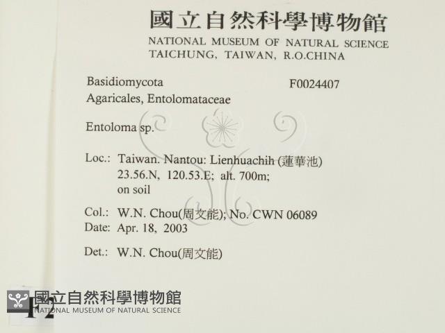 粉褶菌屬藏品圖，第2張