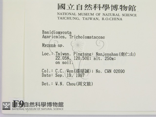 小菇屬藏品圖，第2張
