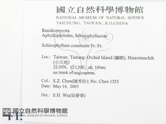 裂褶菌藏品圖，第2張