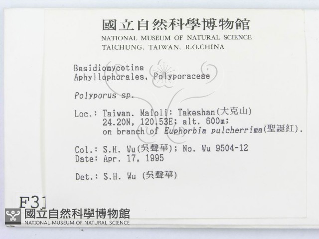 多孔菌屬藏品圖，第2張