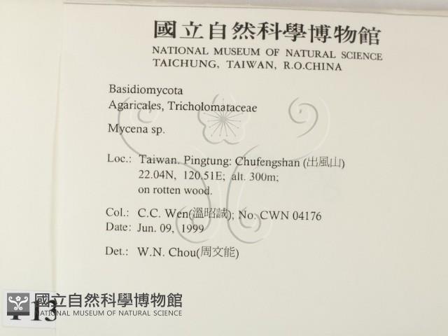 小菇屬藏品圖，第2張