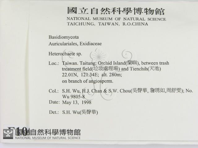 刺皮菌屬藏品圖，第2張