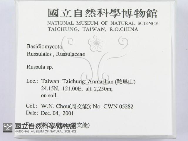 紅菇屬藏品圖，第2張