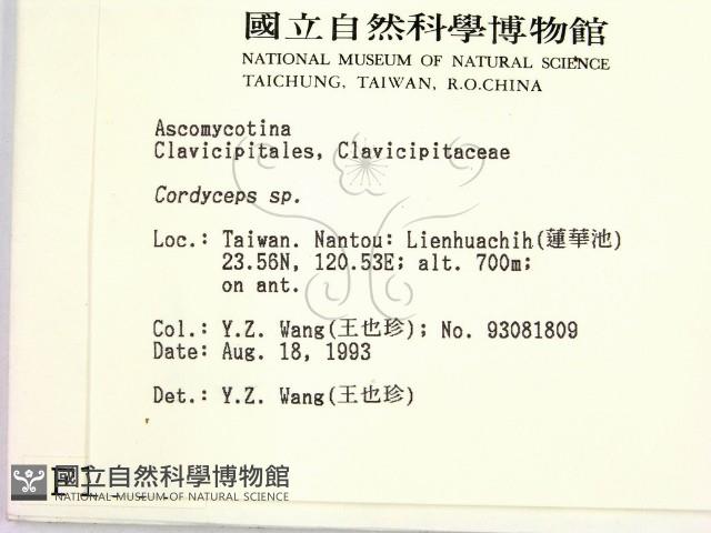 蟲草屬藏品圖，第2張