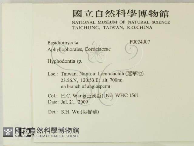 絲齒菌屬藏品圖，第2張