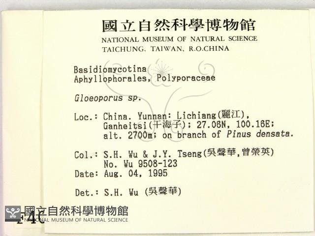 膠孔菌屬藏品圖，第2張