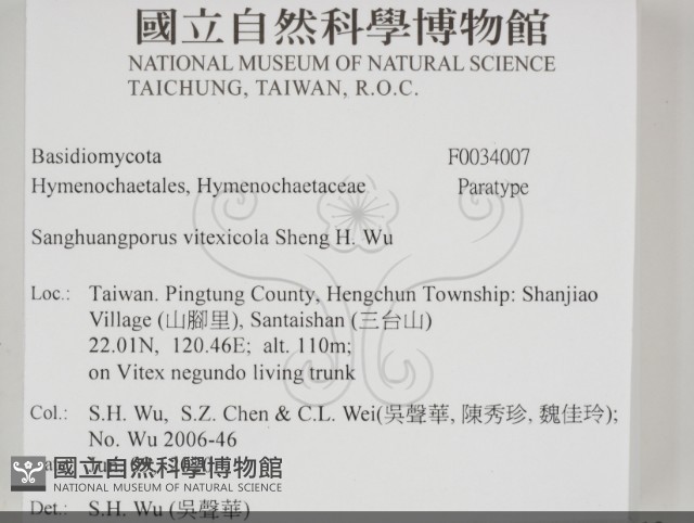 黃荊桑黃藏品圖，第2張