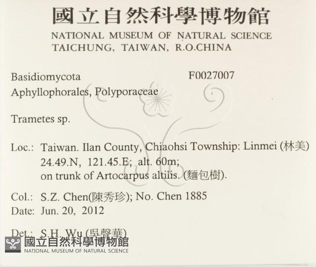 栓菌屬藏品圖，第2張