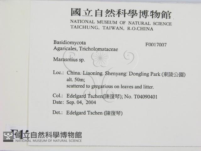 小皮傘屬藏品圖，第2張