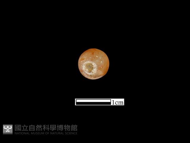 瑪瑙珠藏品圖，第1張