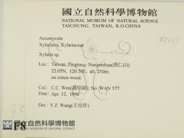 炭角菌屬藏品圖，第2張