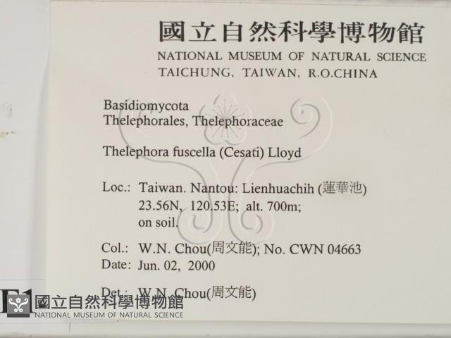 棕色革菌藏品圖，第2張