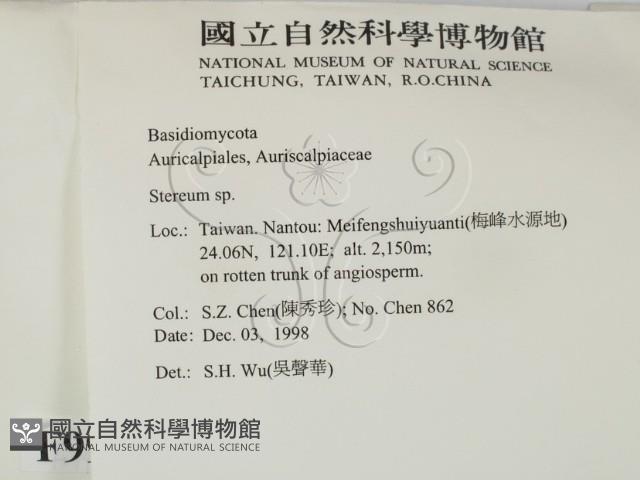 韌革菌屬藏品圖，第2張