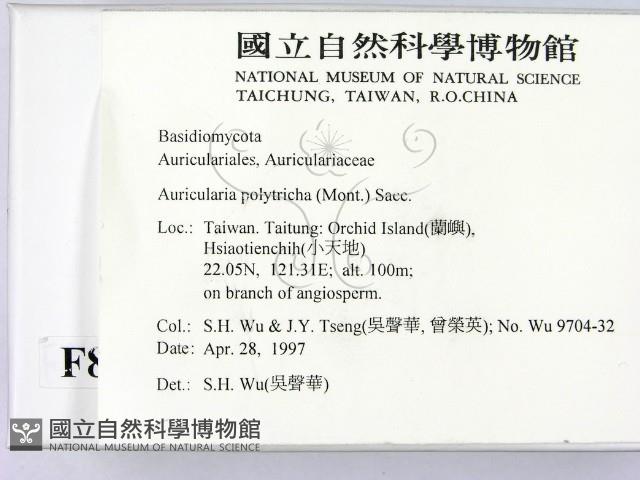 毛木耳藏品圖，第2張