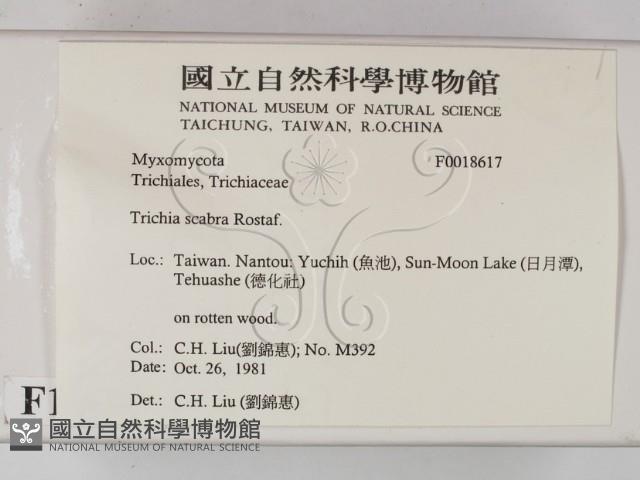 登錄號:F0018617藏品圖，第2張