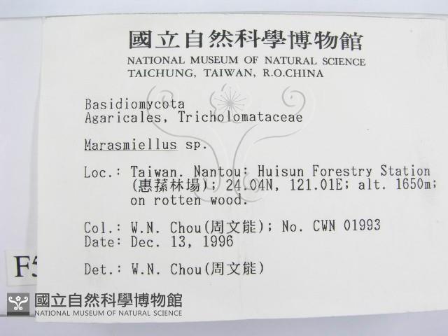 微皮傘屬藏品圖，第2張