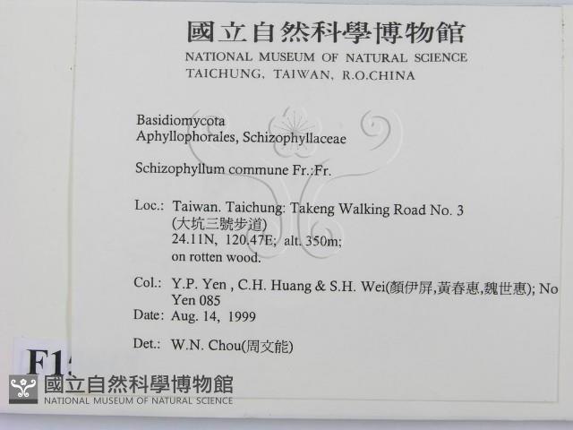 裂褶菌藏品圖，第2張