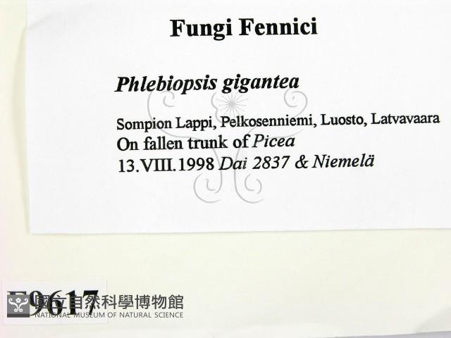 登錄號:F0009617藏品圖，第2張